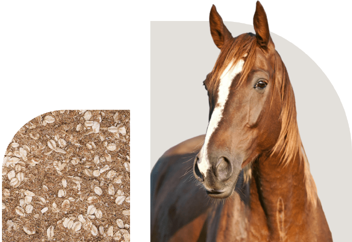 bild hoeveler sortiment pferdefutter mash